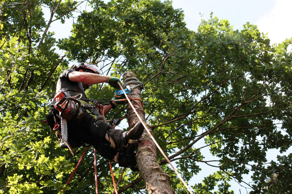 Why Hiring a Certified Arborist Matters for Your Trees in Omaha, NE Why Hiring a Certified Arborist Matters for Your Trees in Omaha, NE