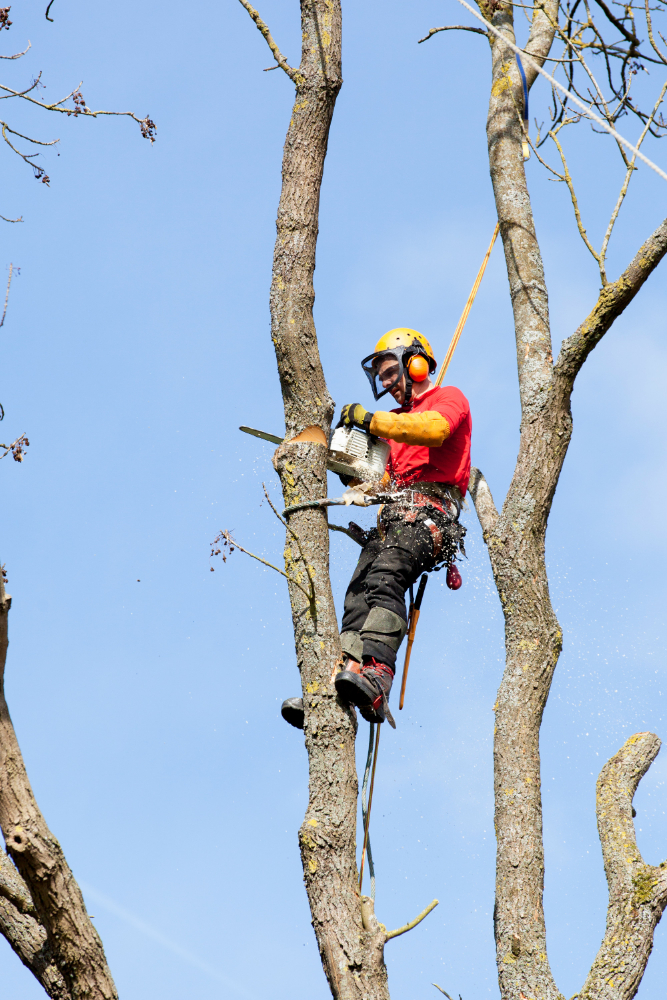 Why Hiring a Certified Arborist Matters for Your Trees in Omaha, NE Why Hiring a Certified Arborist Matters for Your Trees in Omaha, NE