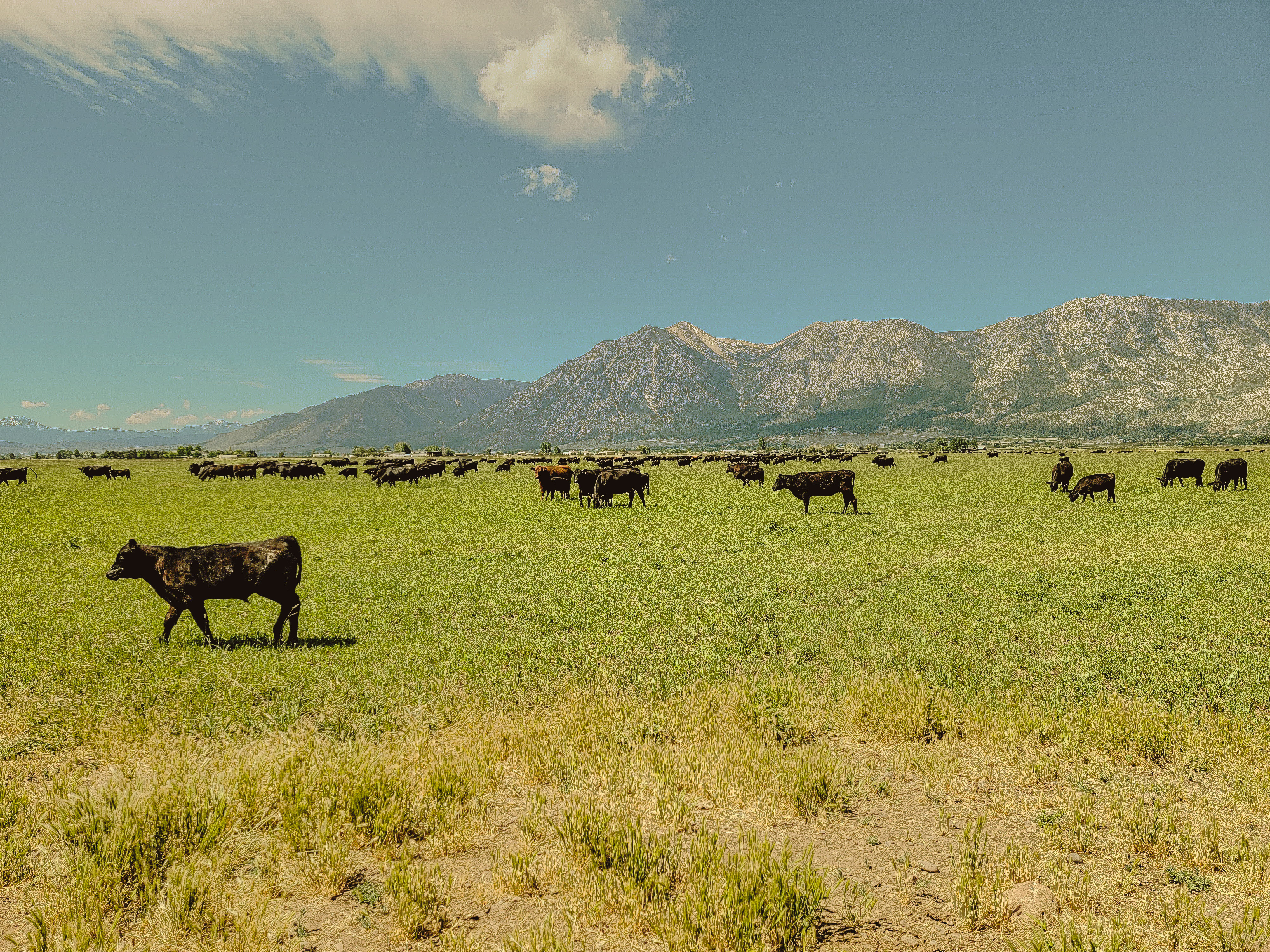 Park Ranch cattle grazing in the Nevada valley with the Sierra Nevada mountains behind them