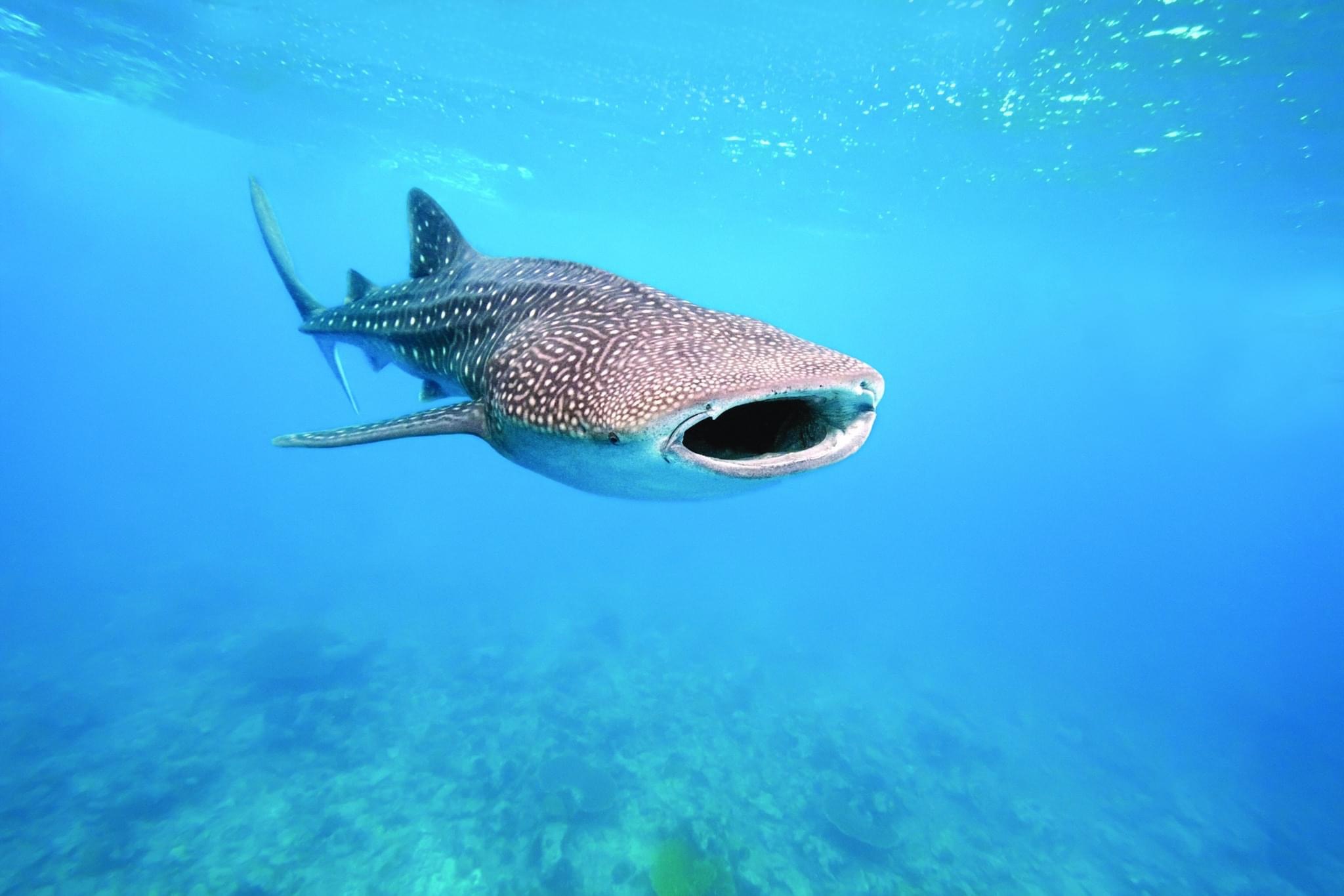 whale shark la paz bcs dream baja realty