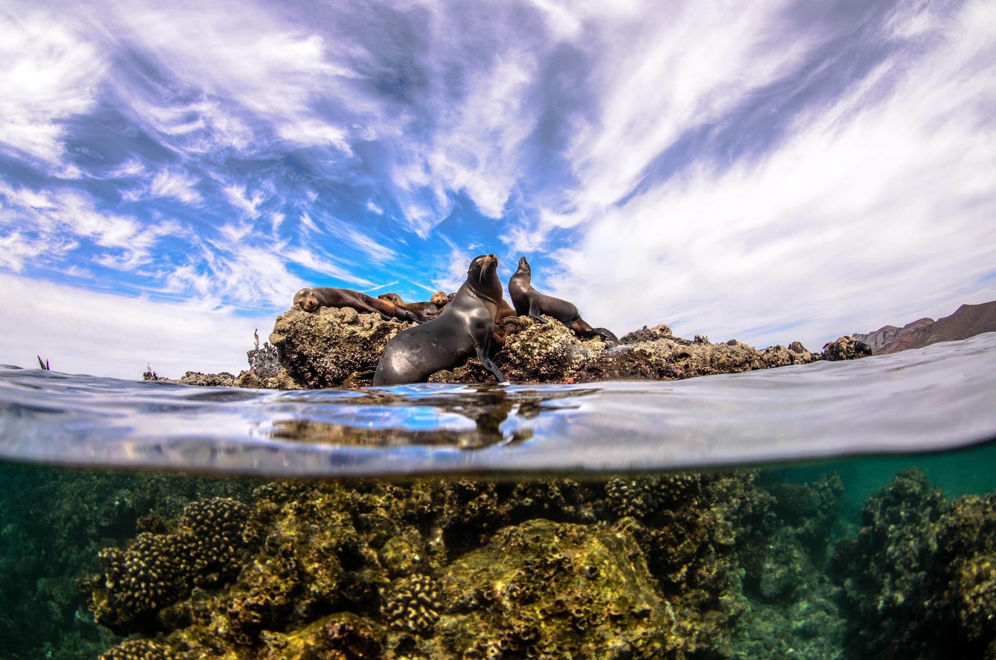 Sea Lions at Isla Espiritu Santo