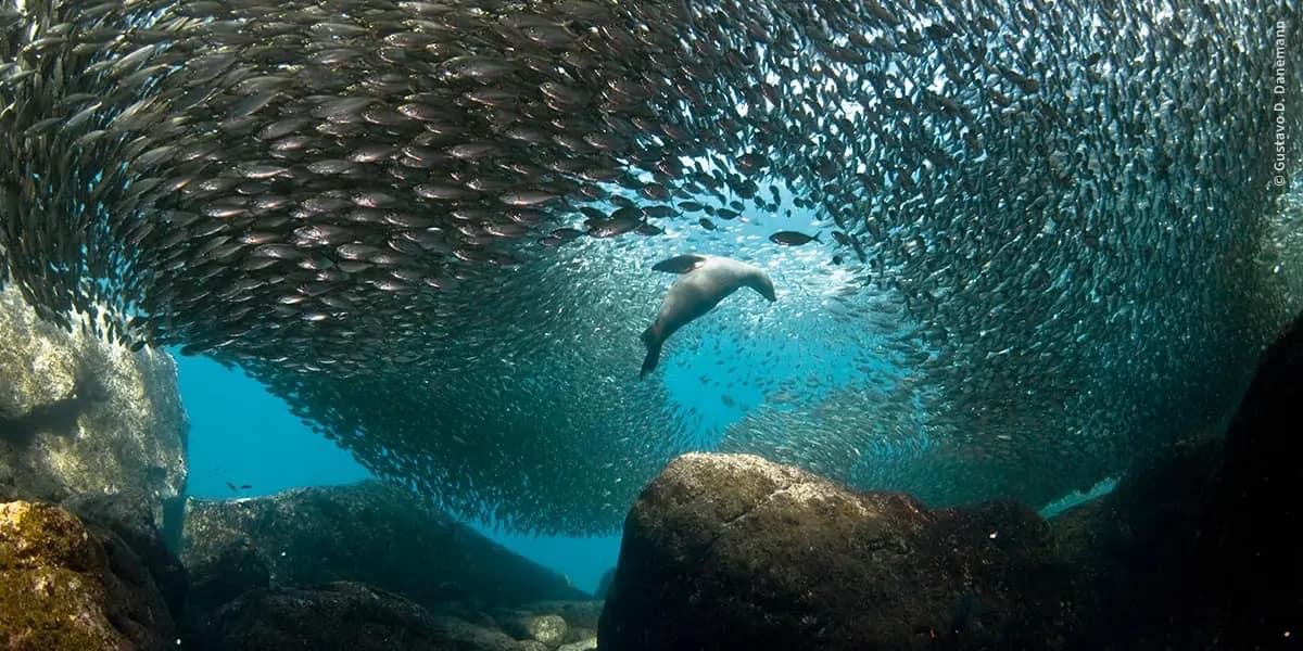 Swimming with sea lions La Paz BCS