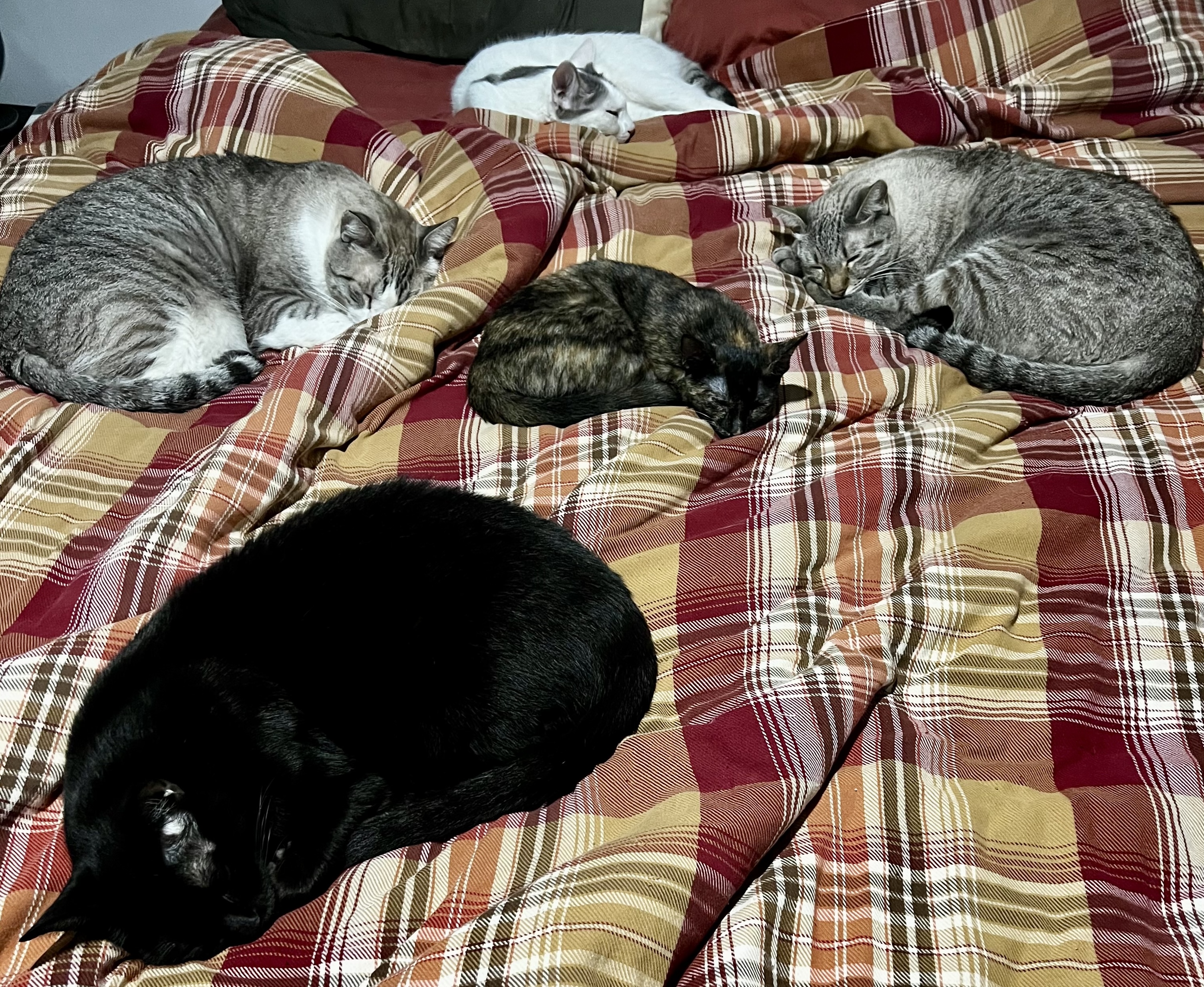 My mexican cats