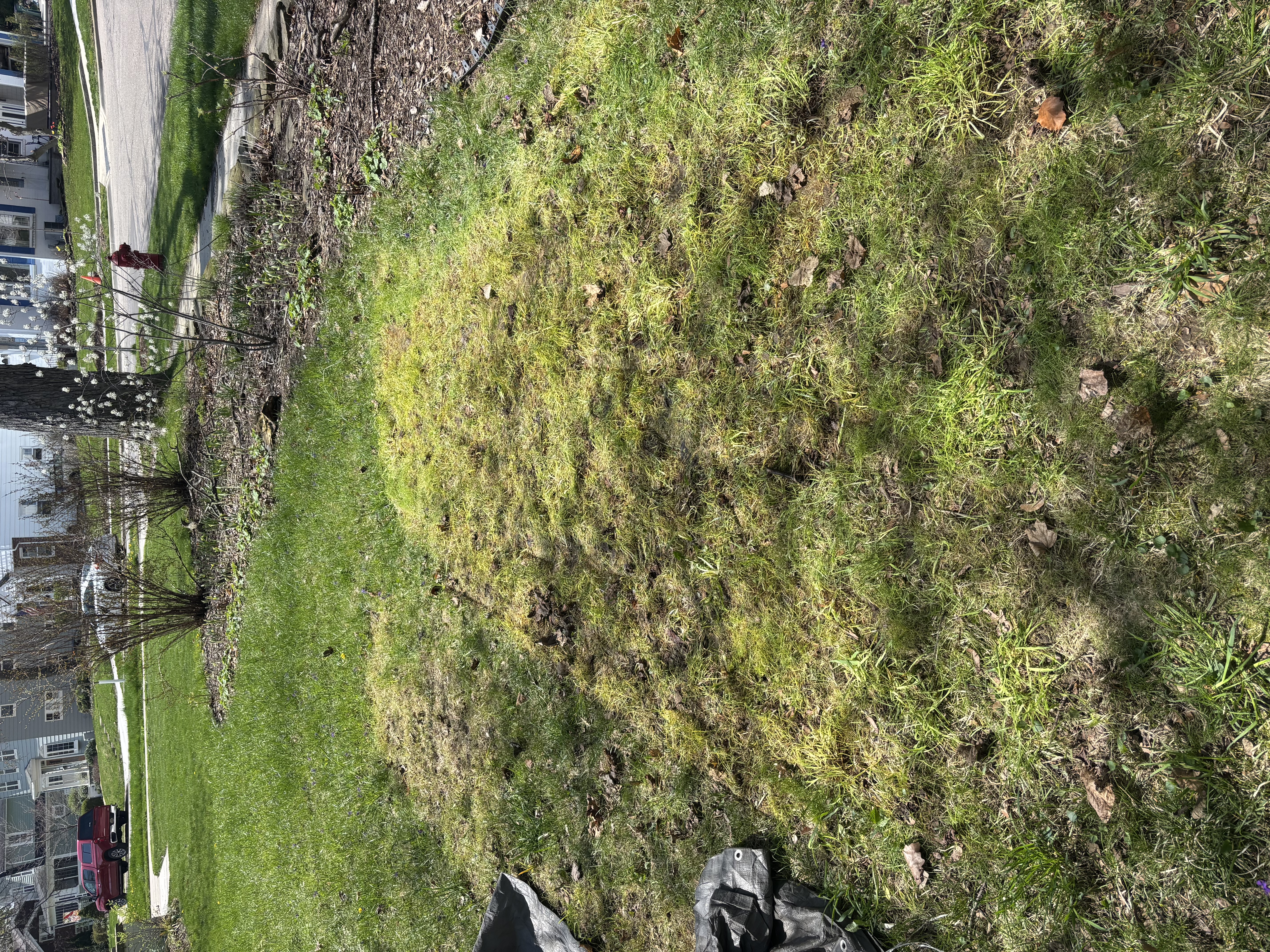Clear yard after junk removal