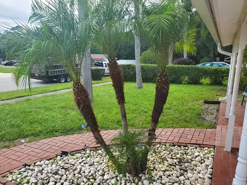 Native tree replanting and landscape restoration in Florida