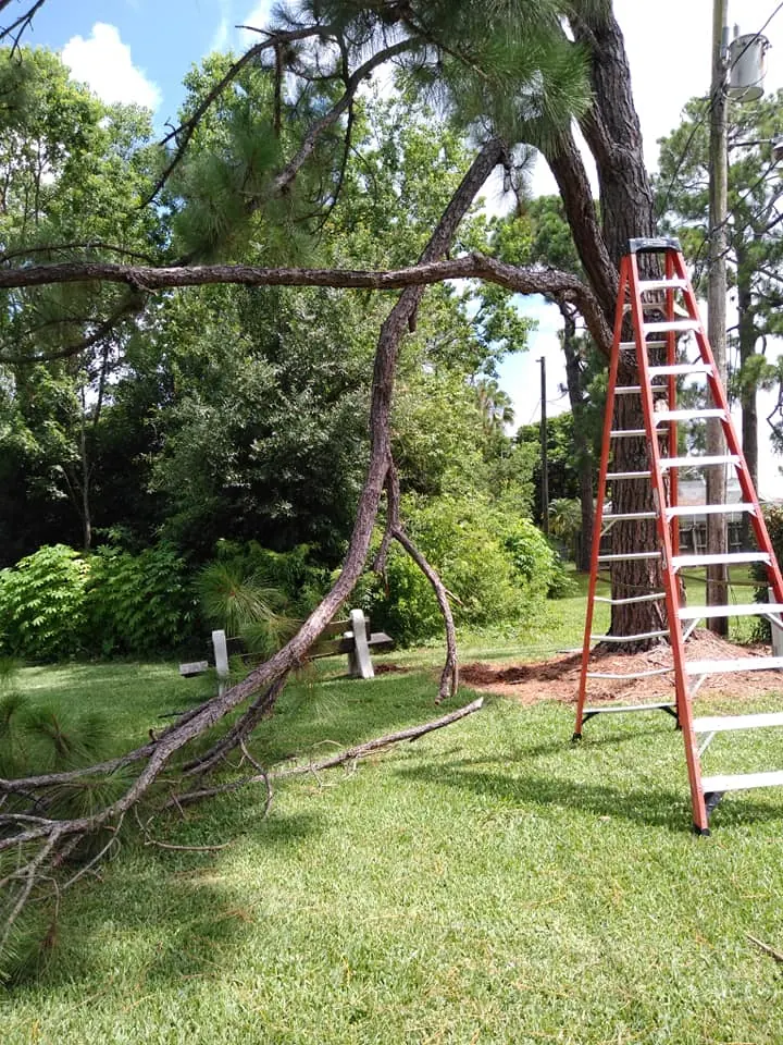 Emergency tree response after storm damage in Pinellas County FL