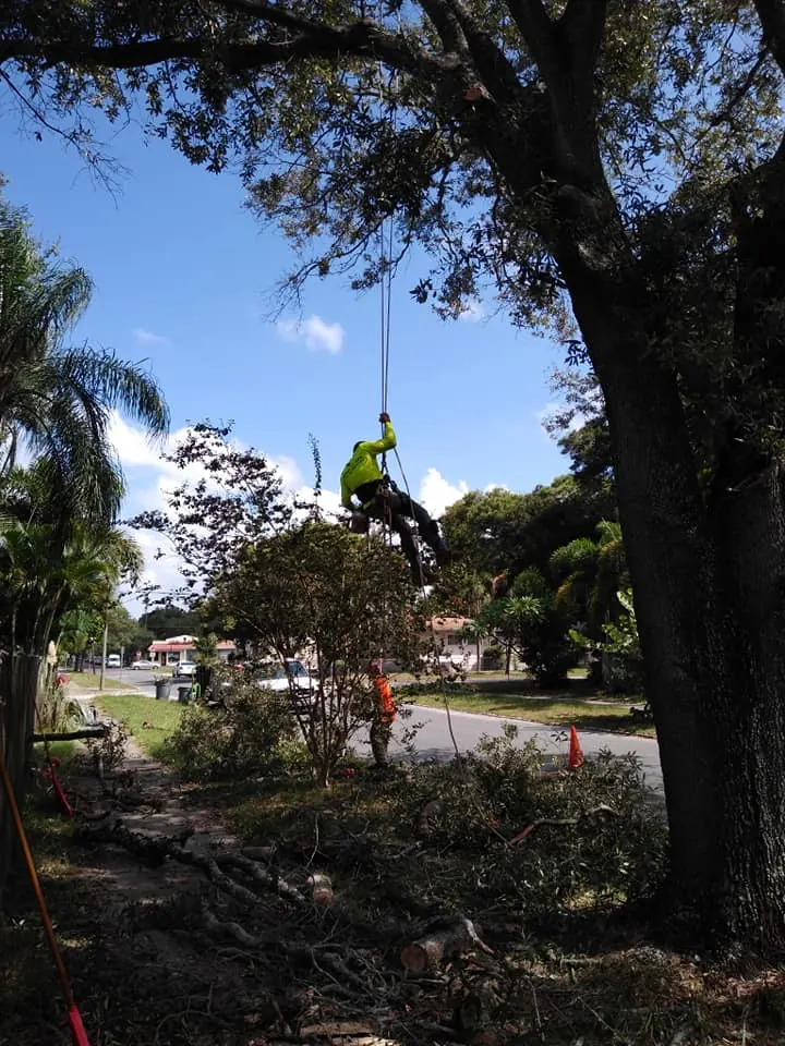 Certified arborist climbing for tree work in Clearwater FL