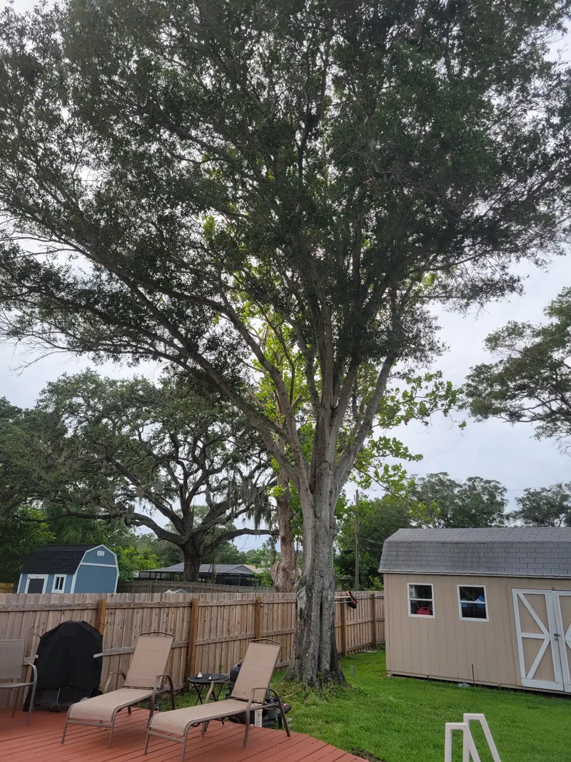 Tree trimming and pruning service in Clearwater FL