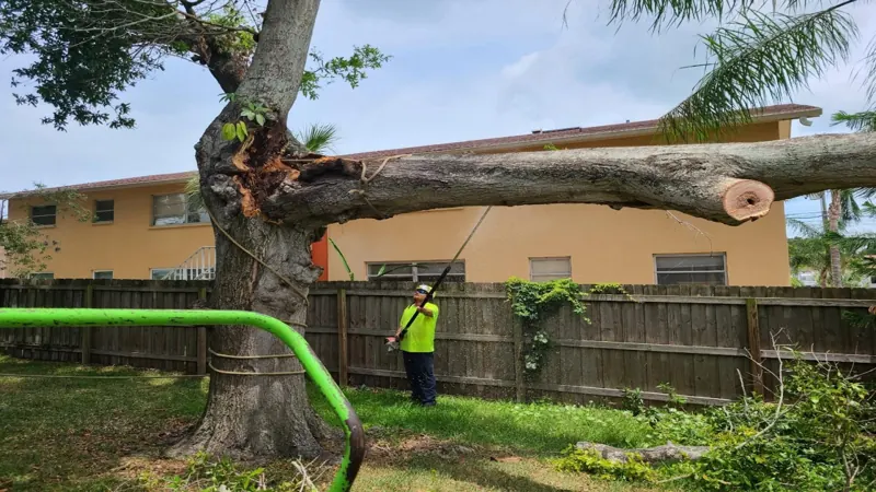Large tree removal completed by Tree Impressions in Clearwater FL