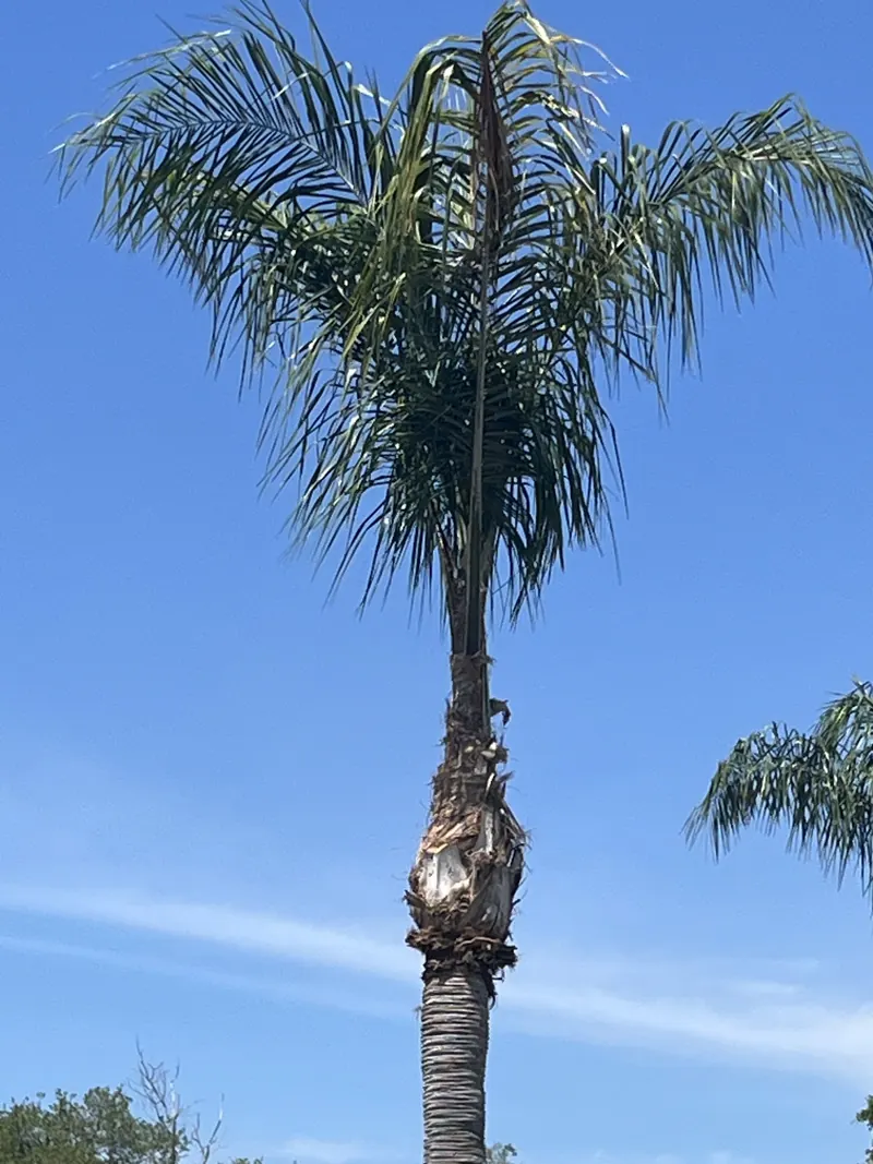 Completed tree care project in Clearwater Florida