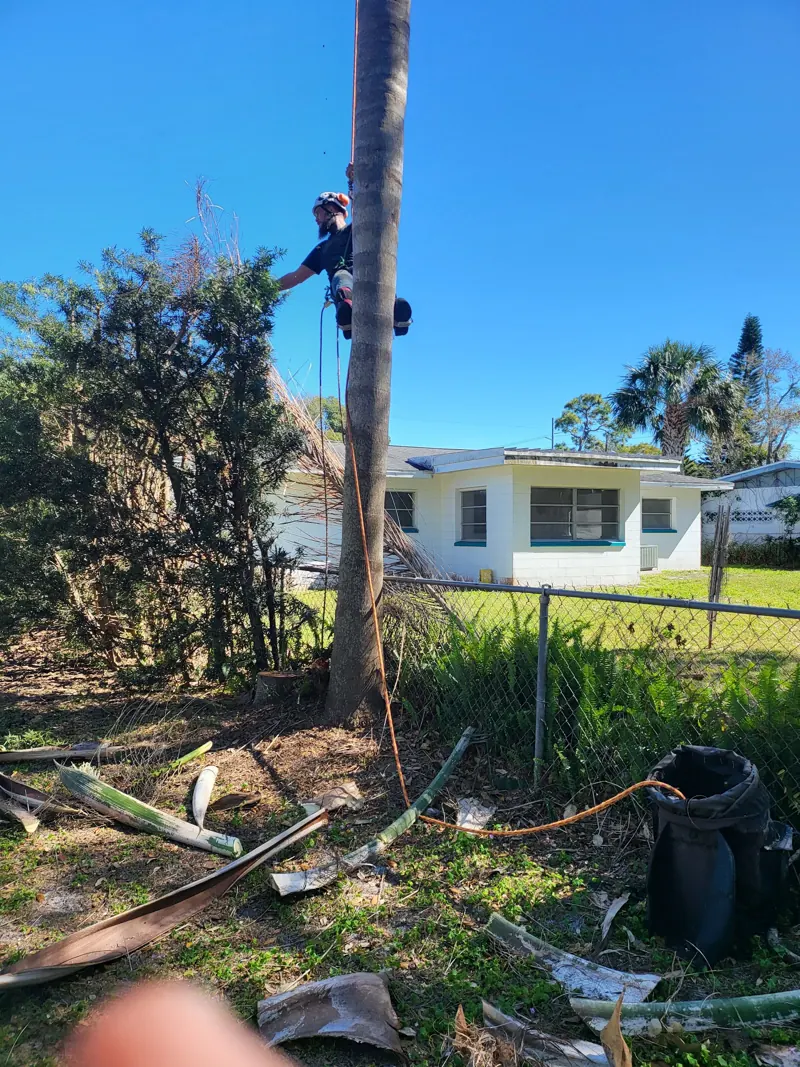 Crane-assisted tree removal in Pinellas County FL