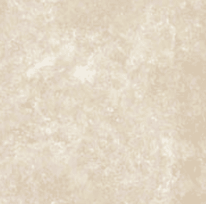 Durango Cream — MSI Travertine color option
