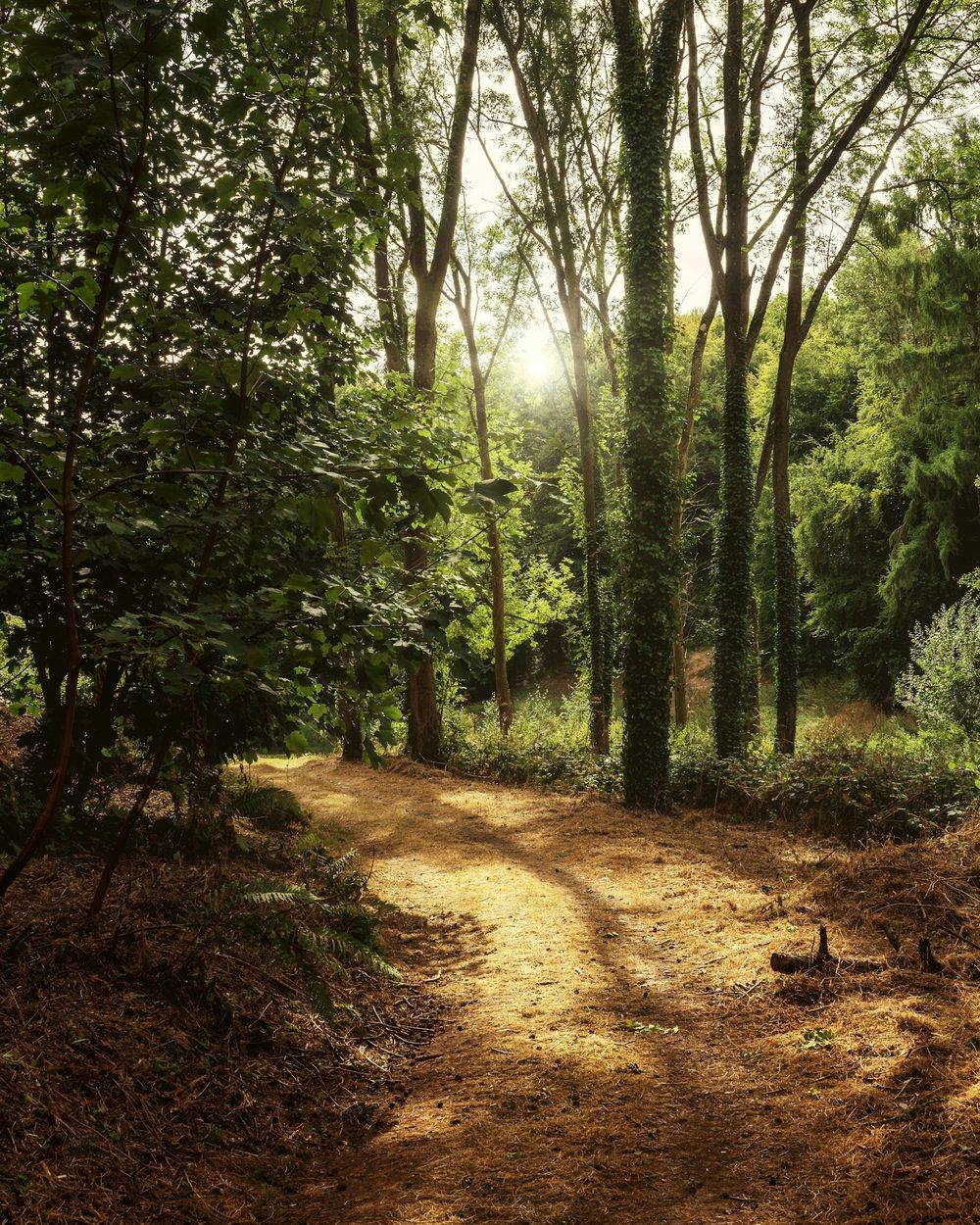Early morning sunlight on a woodland path