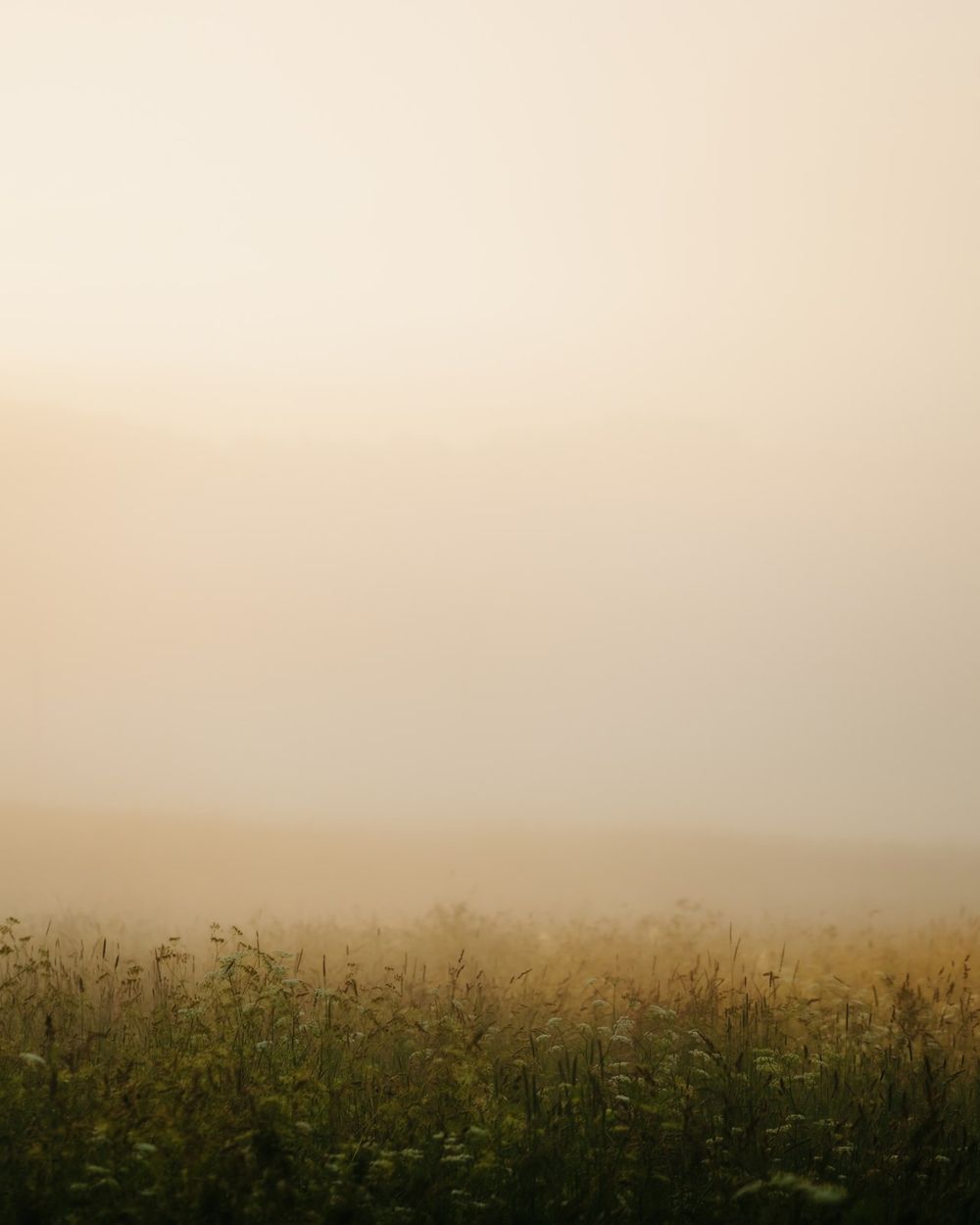 Soft morning mist over a meadow of wildflowers