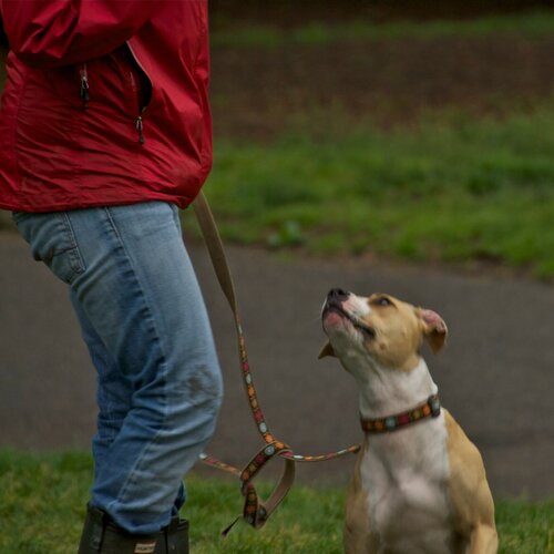 A dog guardian in a red coat holds a patterned leash. A tan and white pit mix dog looks up at them adoringly.