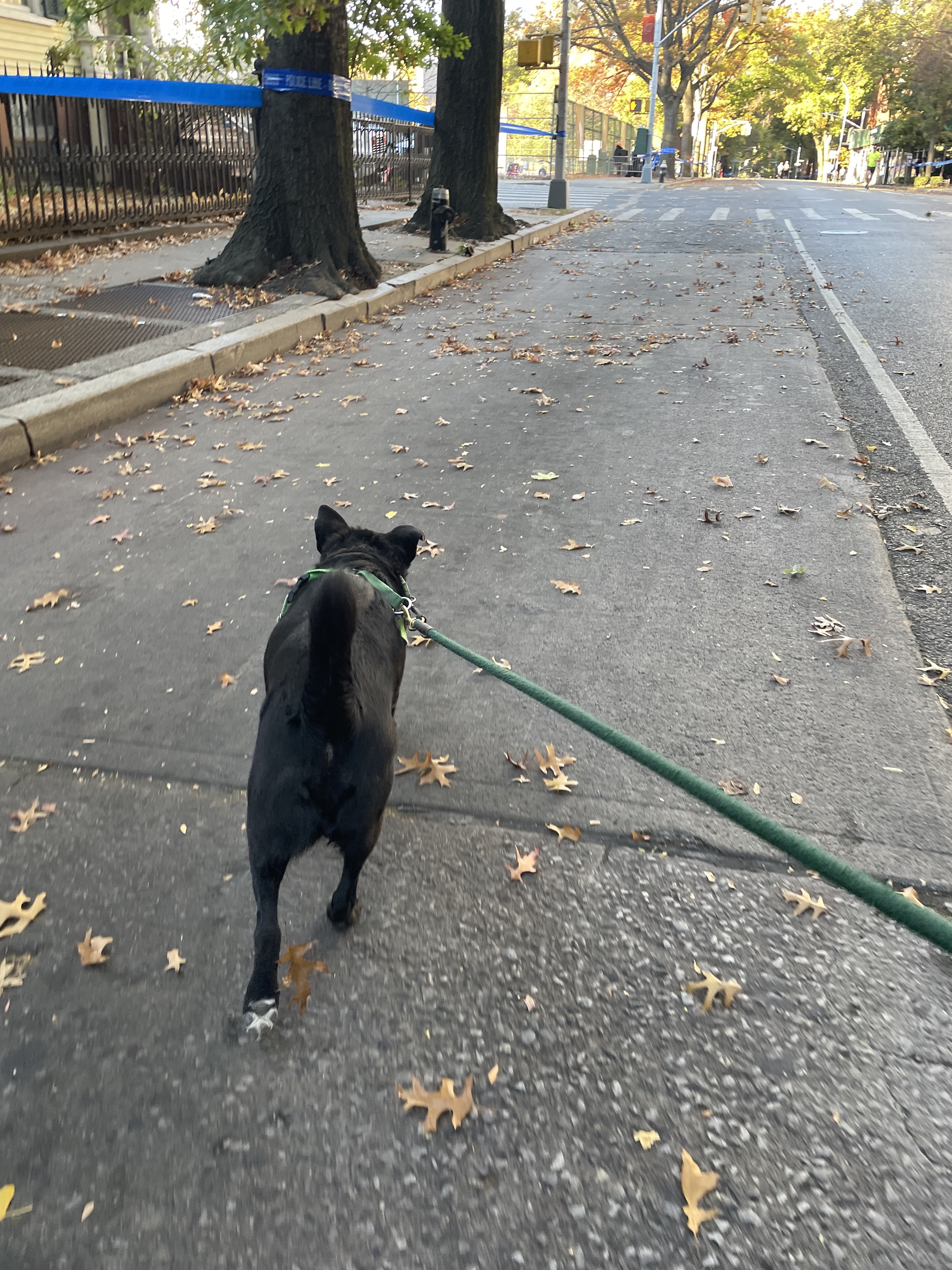 A medium-sized black dog walks on a city sidewalk. He wears a green harness and leash. The leash is held by the photographer. 