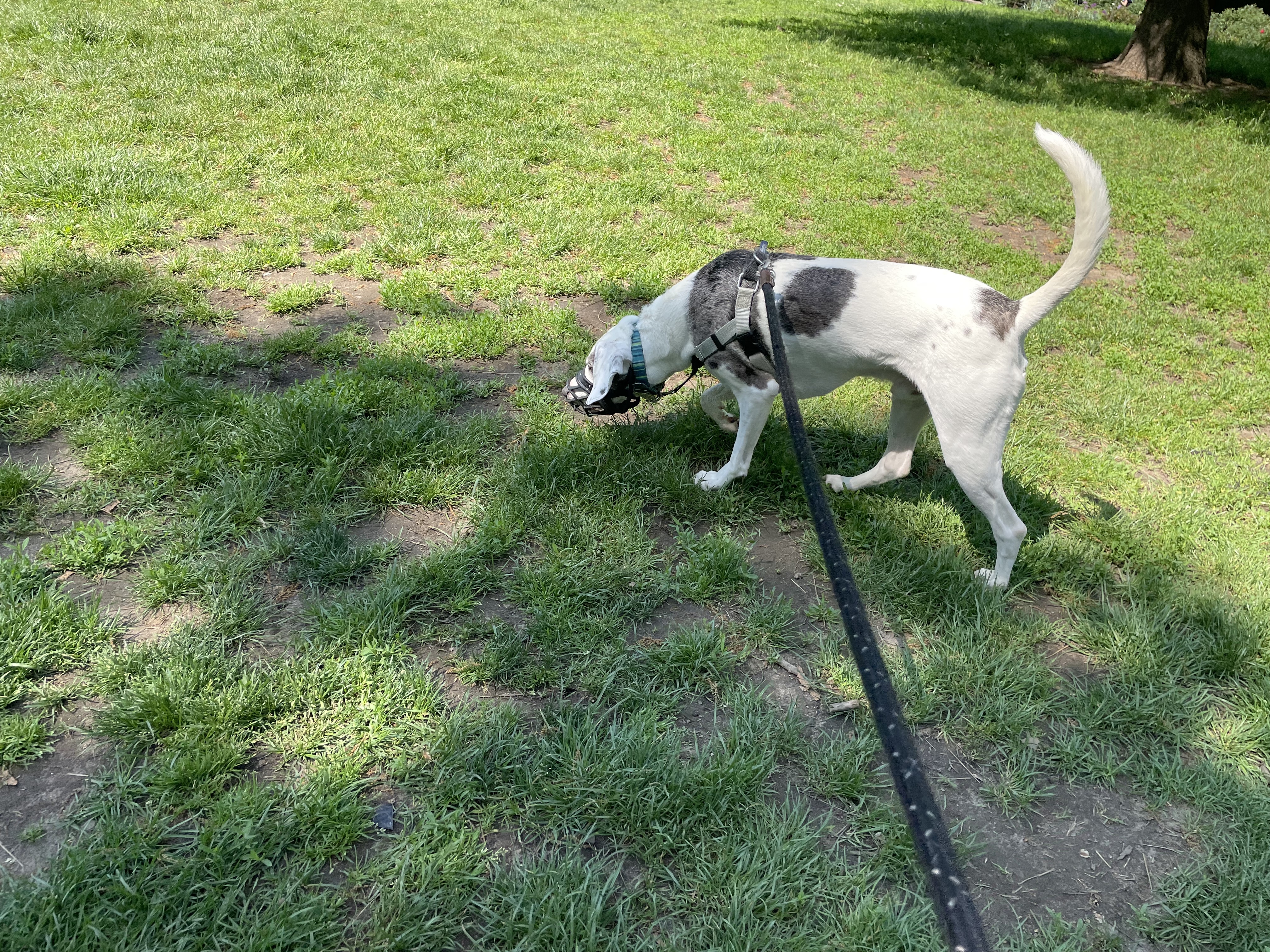 A white dog with gray markings wearing a muzzle is walking away from the photographer on a taut leash with his nose to the ground.