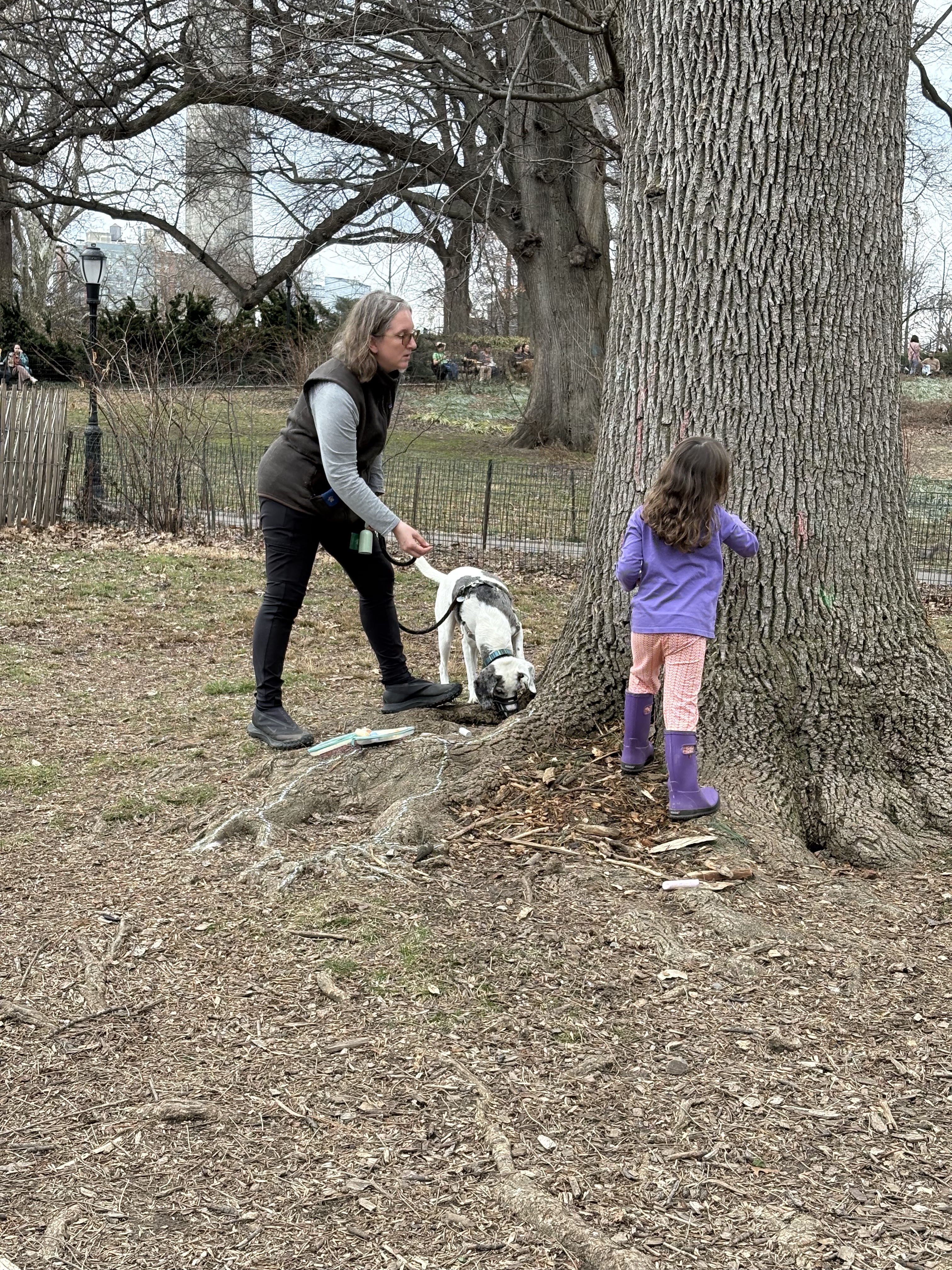 A woman with brown hair & gray streaks holds the leash of a grey and white beagle, they are investigating the base of a big tree with a 4 year old child with long brown hair. A woman with brown hair & gray streaks holds the leash of a grey and white beagle, they are investigating the base of a big tree with a 4 year old child with long brown hair.