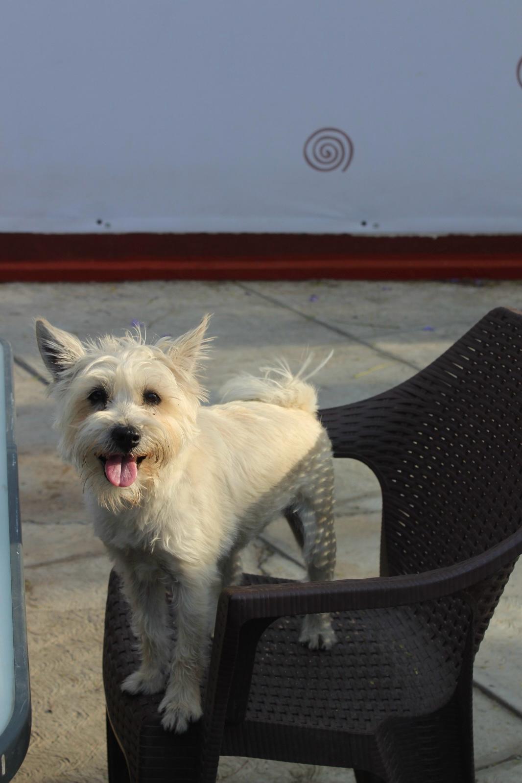 perro jugando hotel monterrey