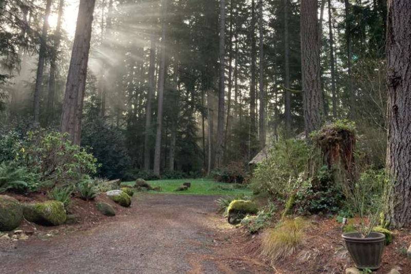 Sunrise through forest canopy