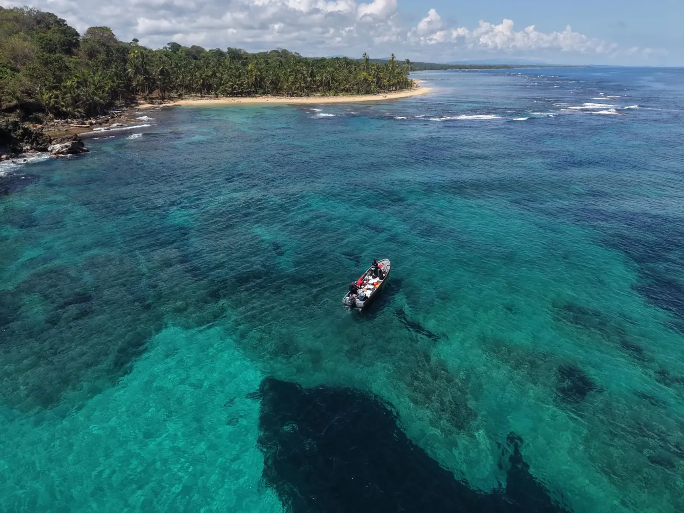 A panga floating above the reef near a palm-lined beach