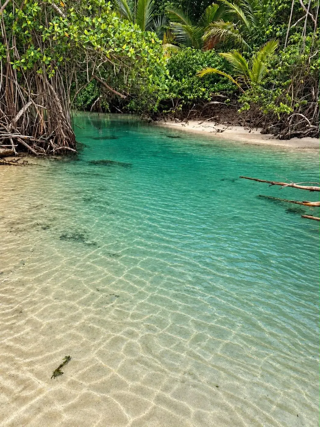 Clear shallow water running alongside the mangrove
