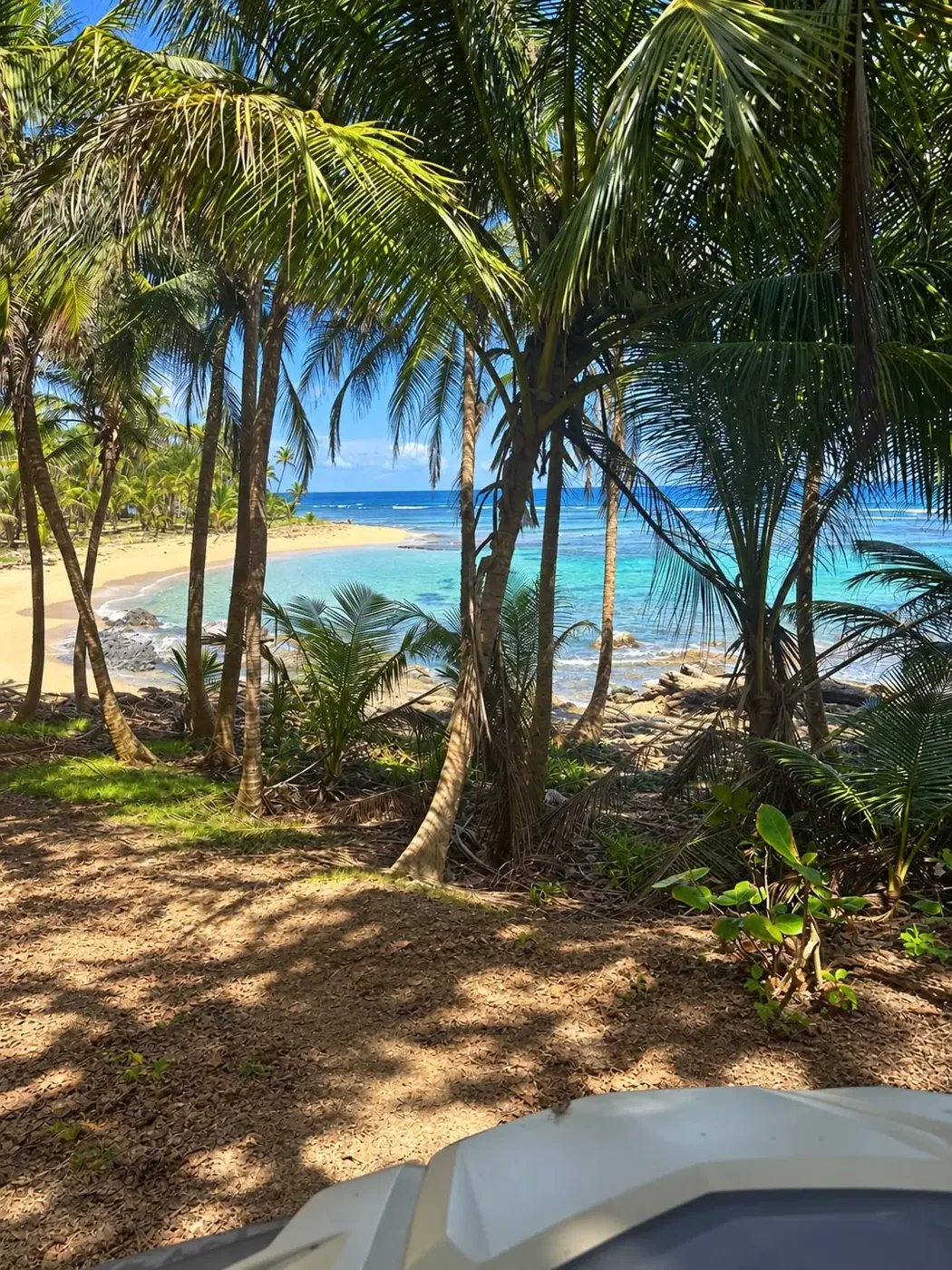 Tropical palms casting shade beside the sea
