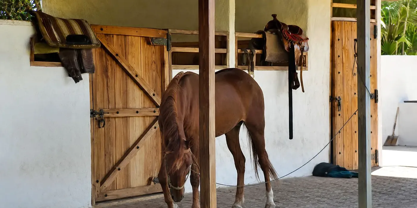 A horse resting in a timber stable