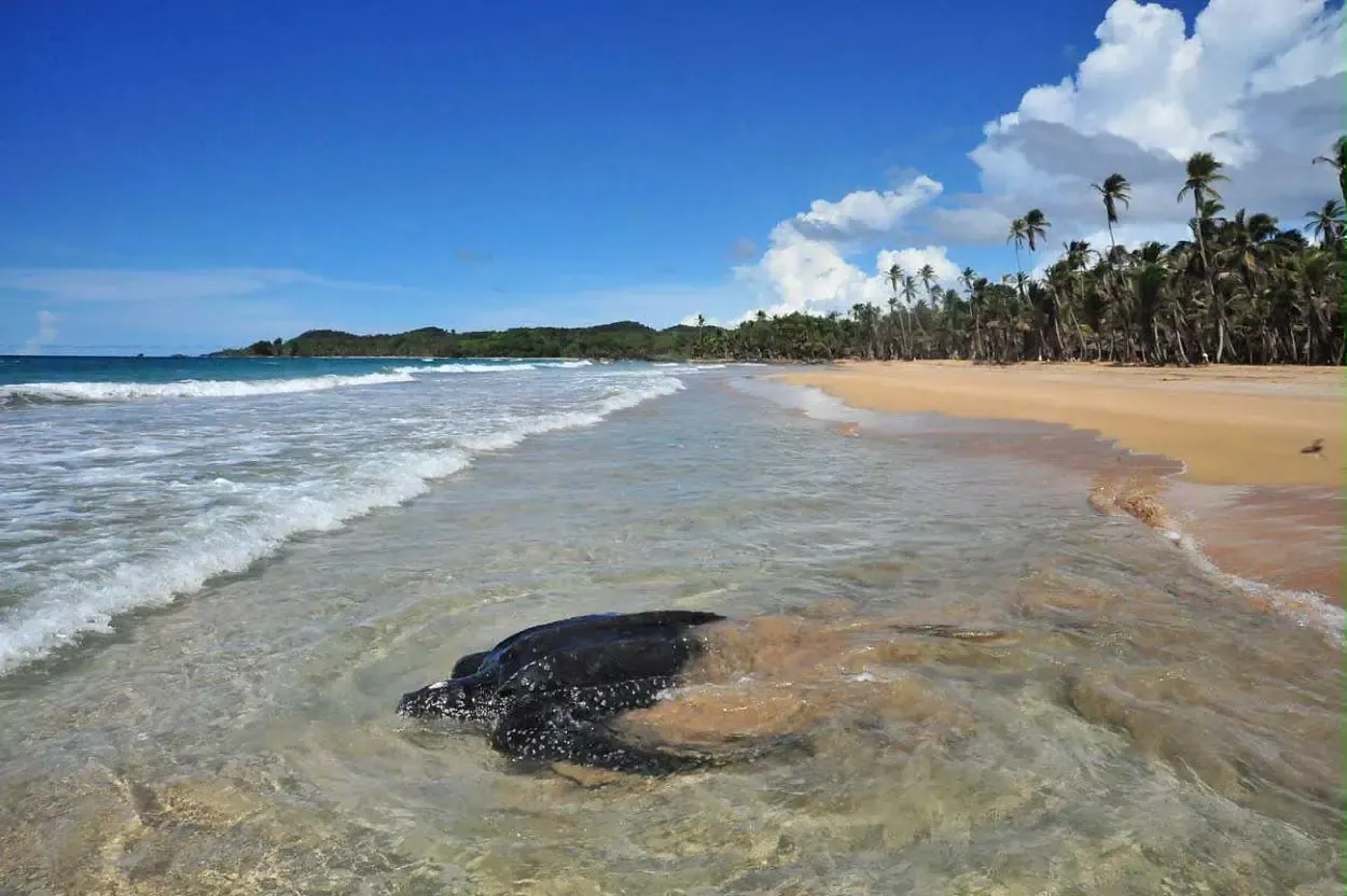 Leatherback turtle at the edge of the Caribbean surf