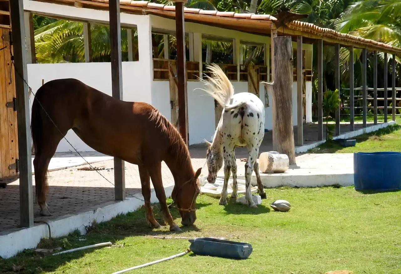 Two horses outside the estate stables