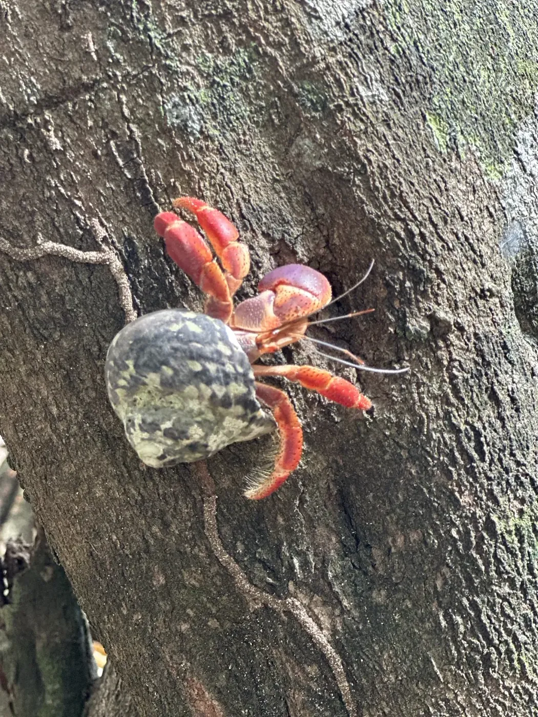Red land hermit crab climbing a tree at Cocuyé