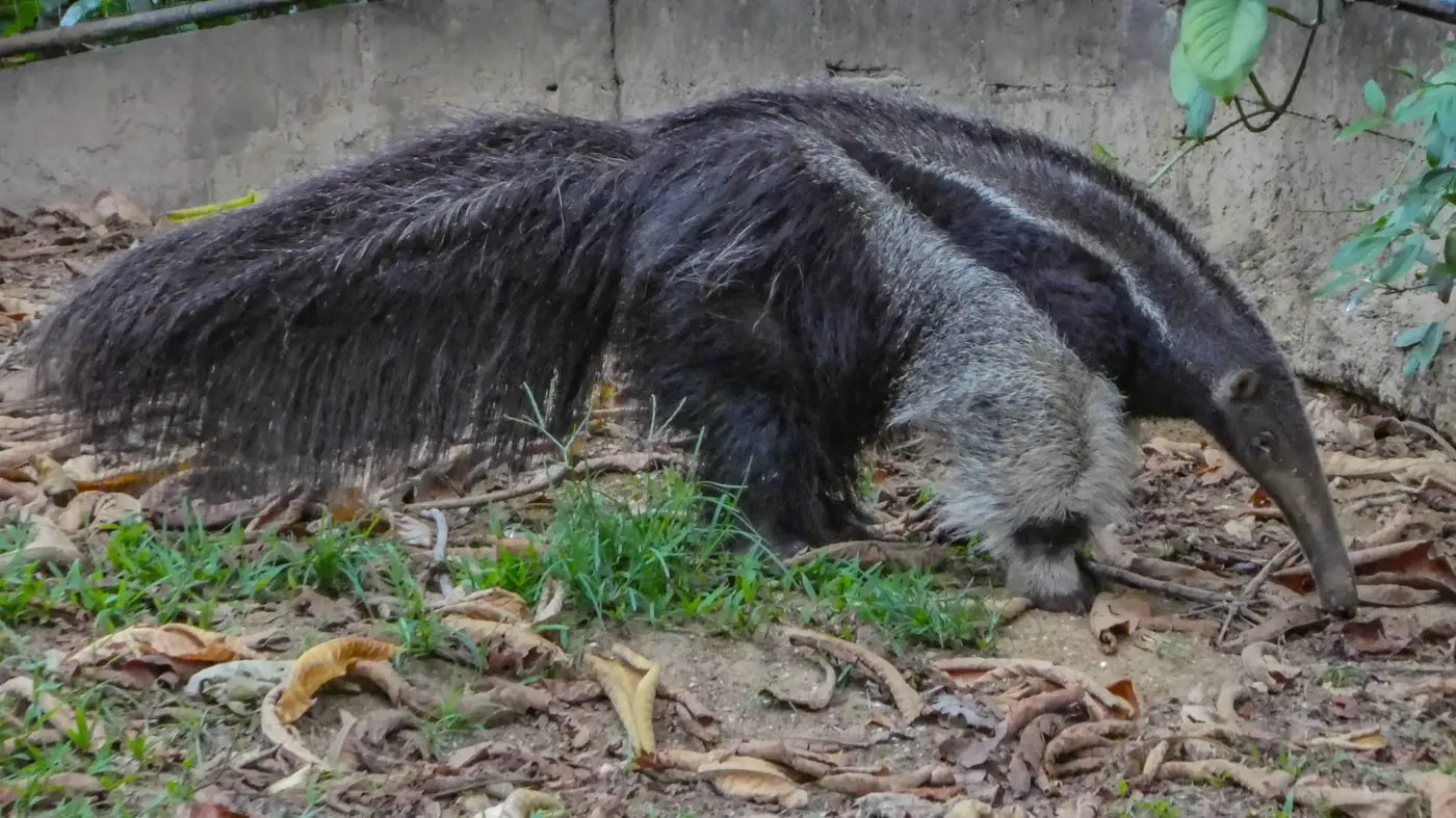 Giant anteater walking over forest leaf litter