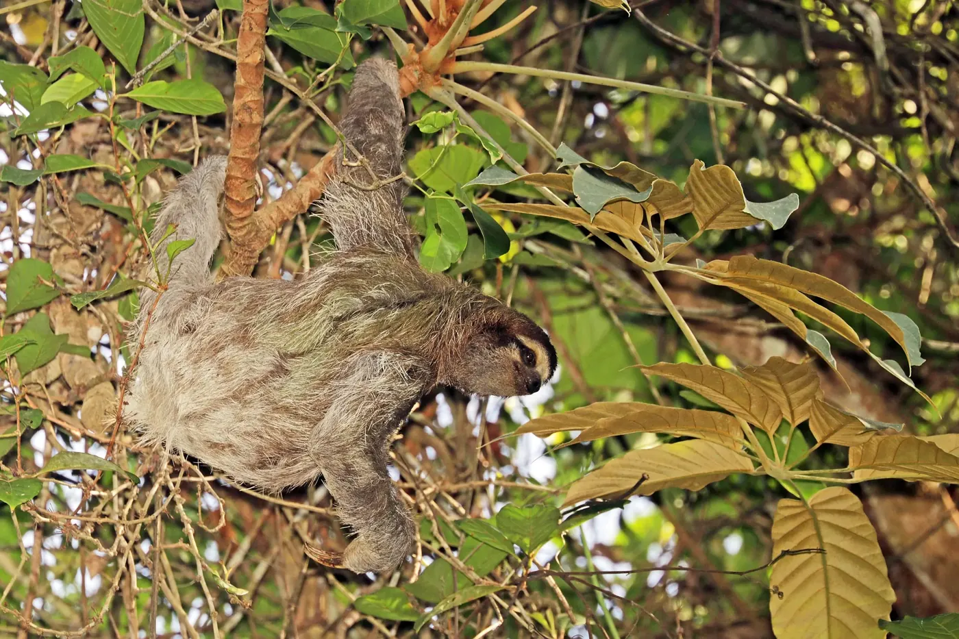 Brown-throated sloth resting in the canopy