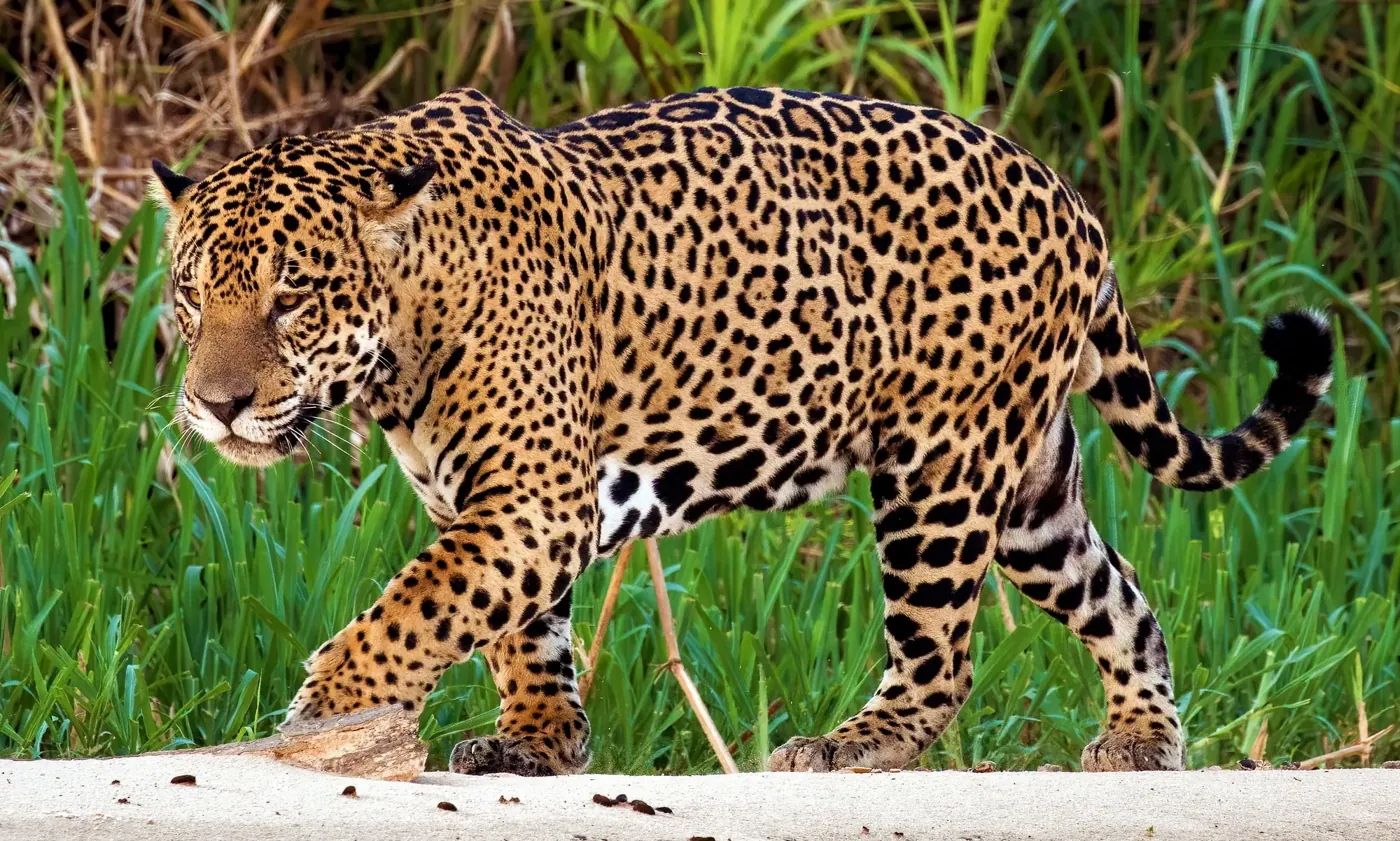 Adult jaguar walking beside tropical vegetation