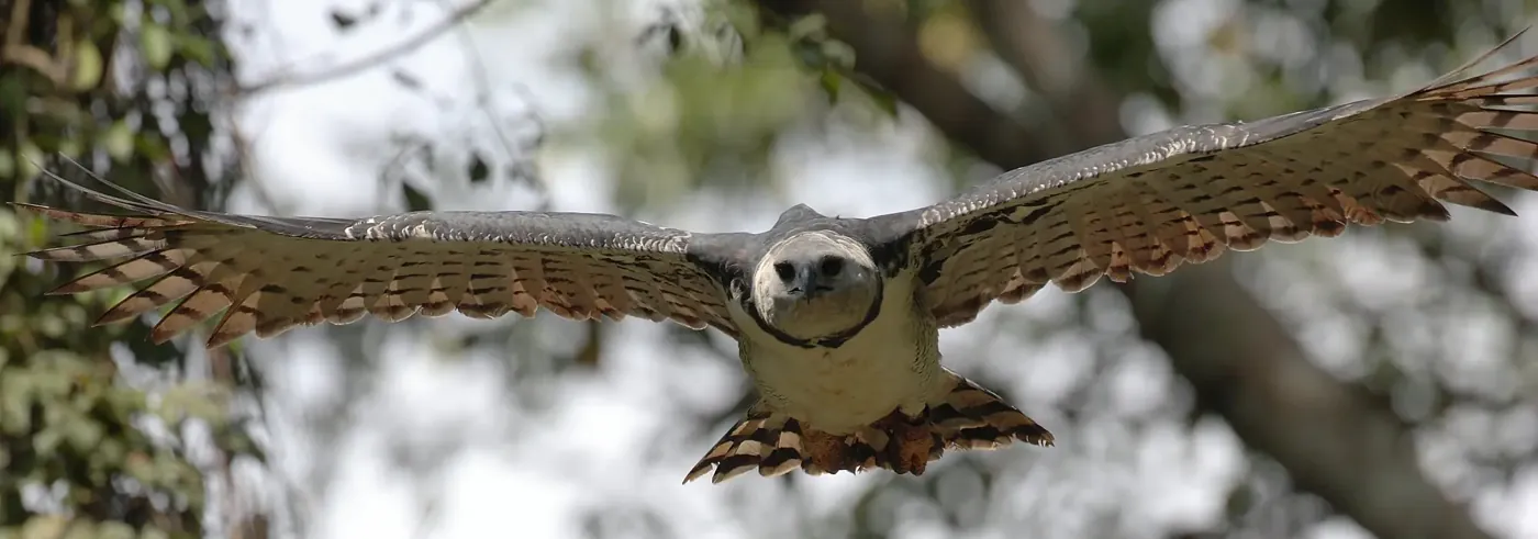 Harpy eagle flying with wings extended