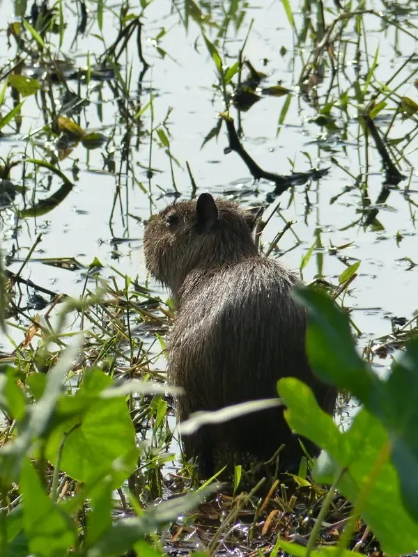 Lesser capybara standing in shallow wetland water among tropical plants