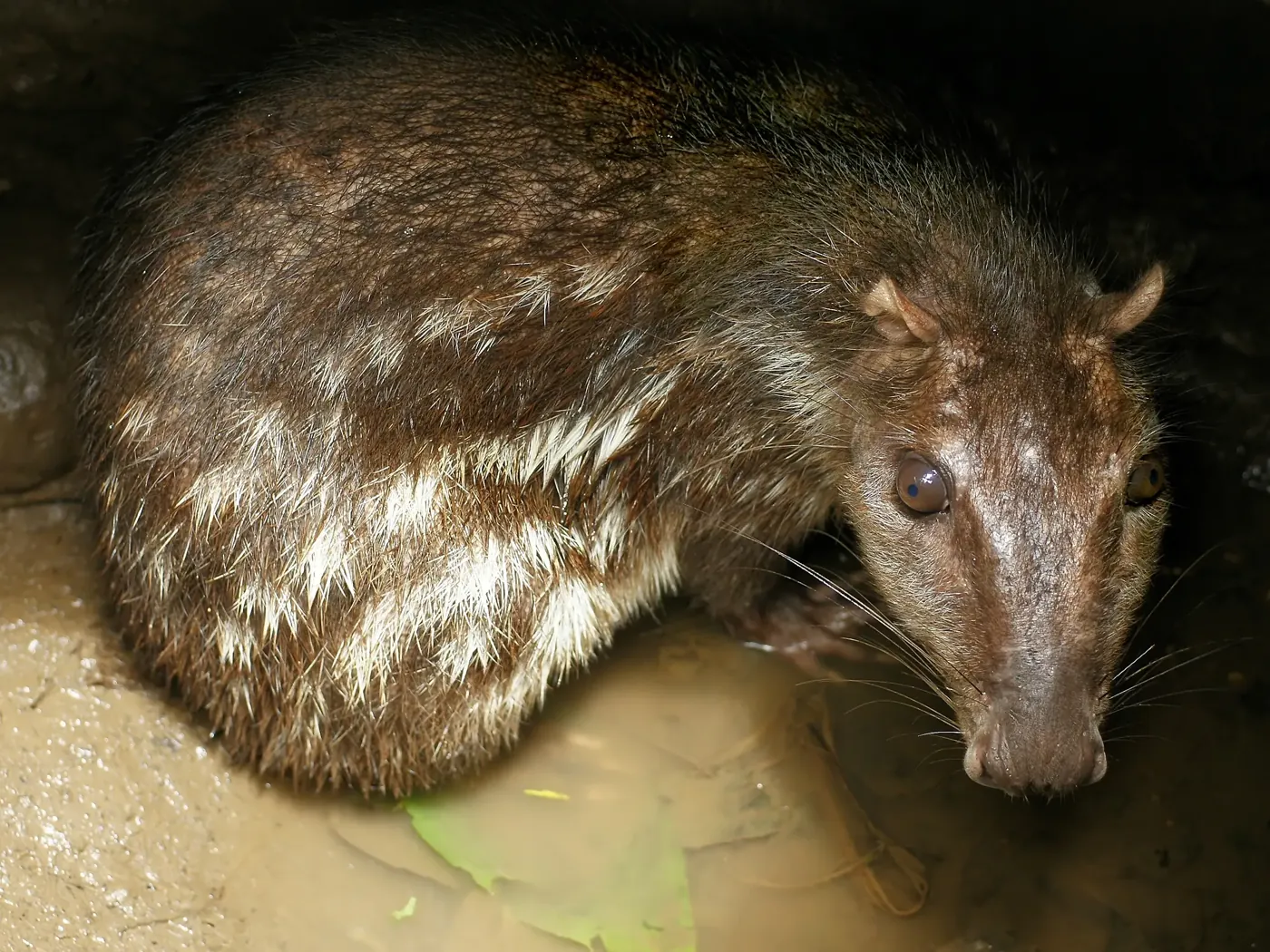 Lowland paca with rows of white spots along its coat