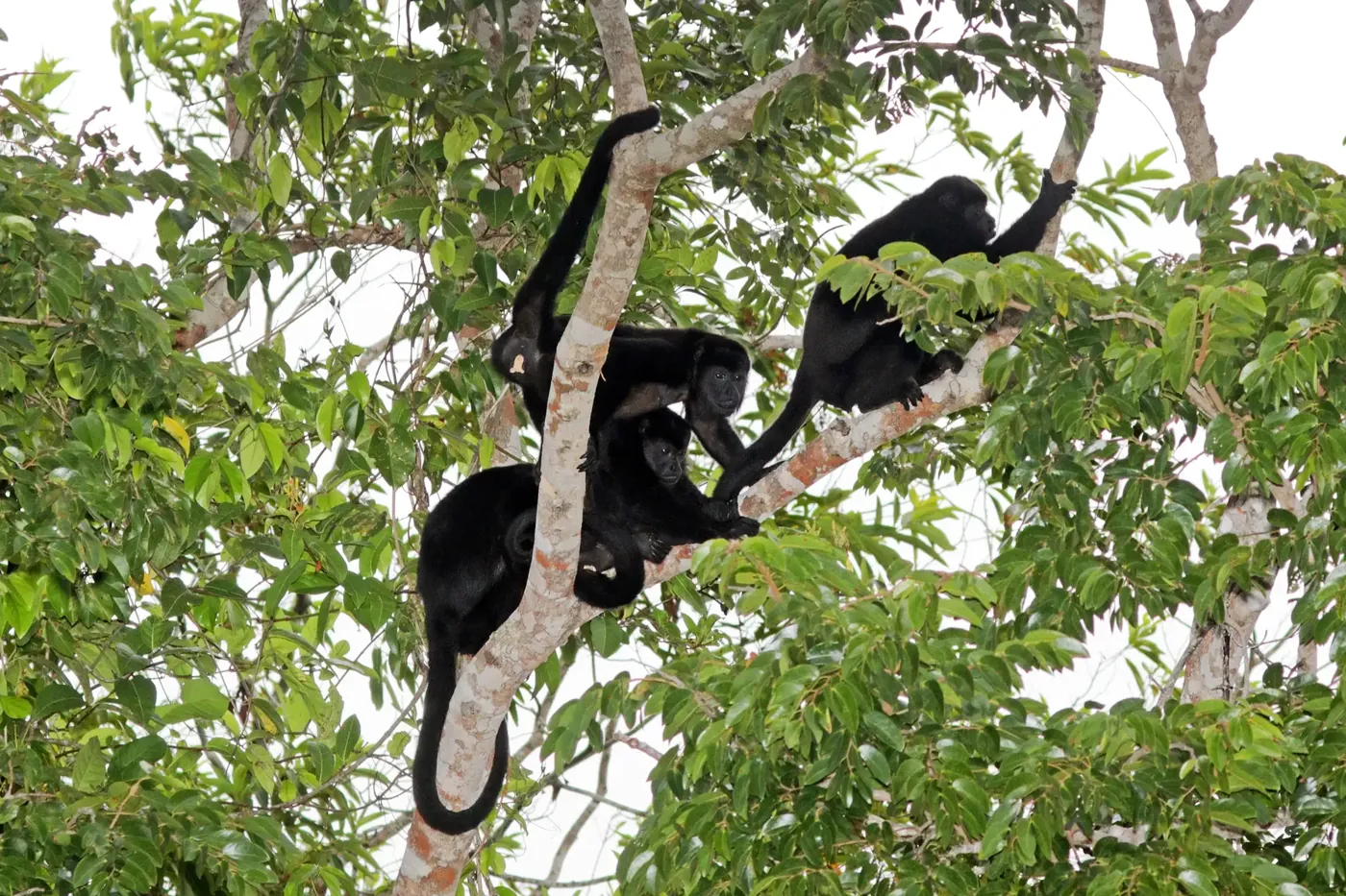 Family of mantled howler monkeys moving through a tree canopy in Panama
