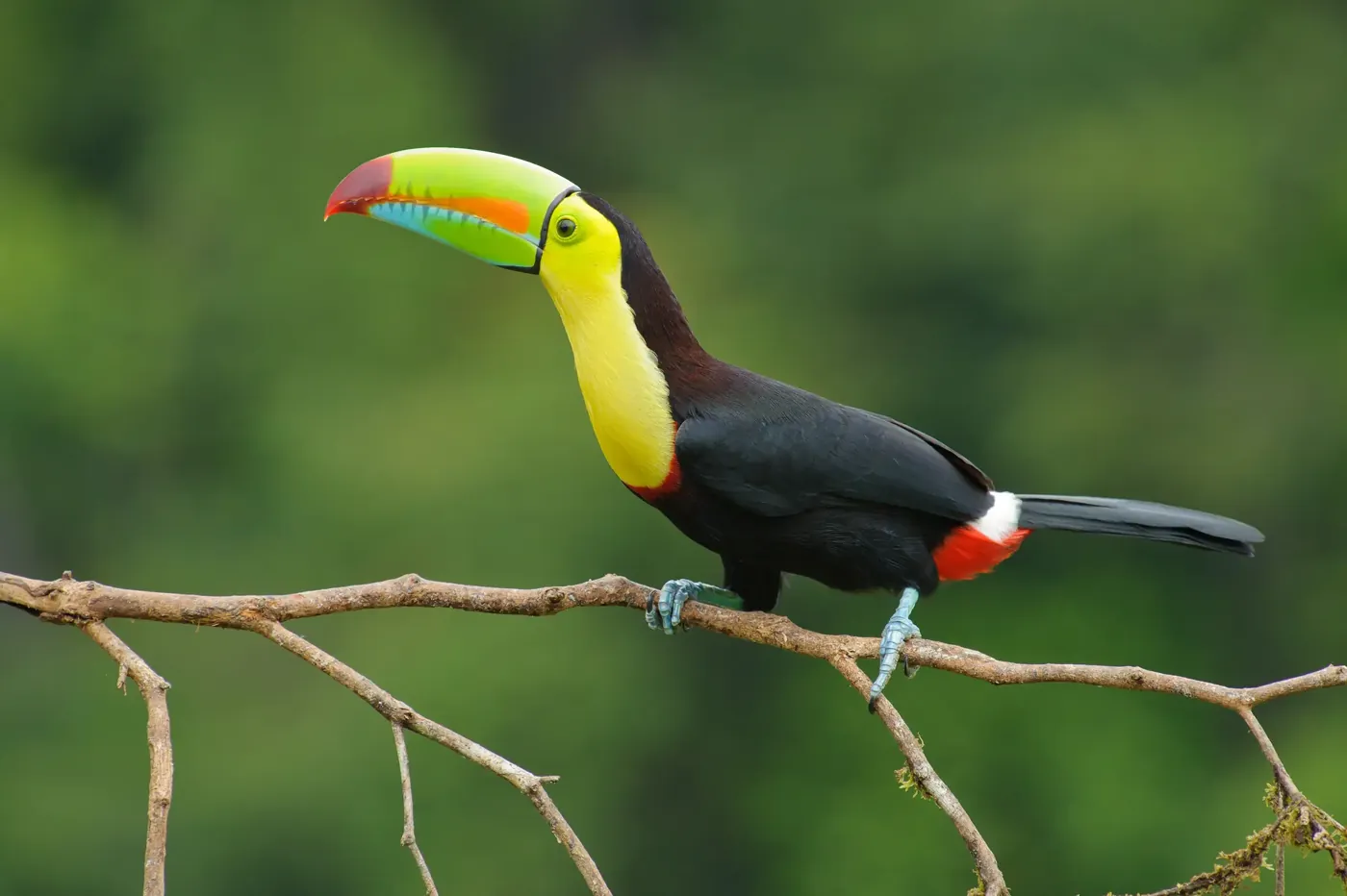 Keel-billed toucan perched on a branch