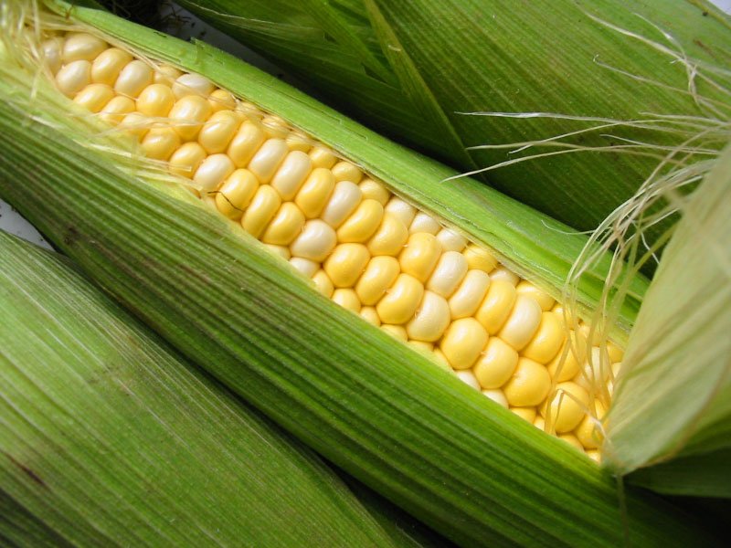 Fresh local sweet corn with the husks pulled back