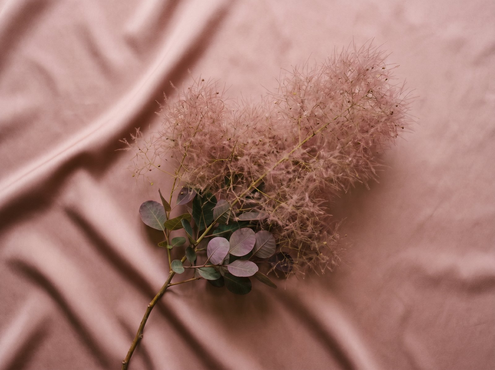 Смрадлика - Cotinus coggygria