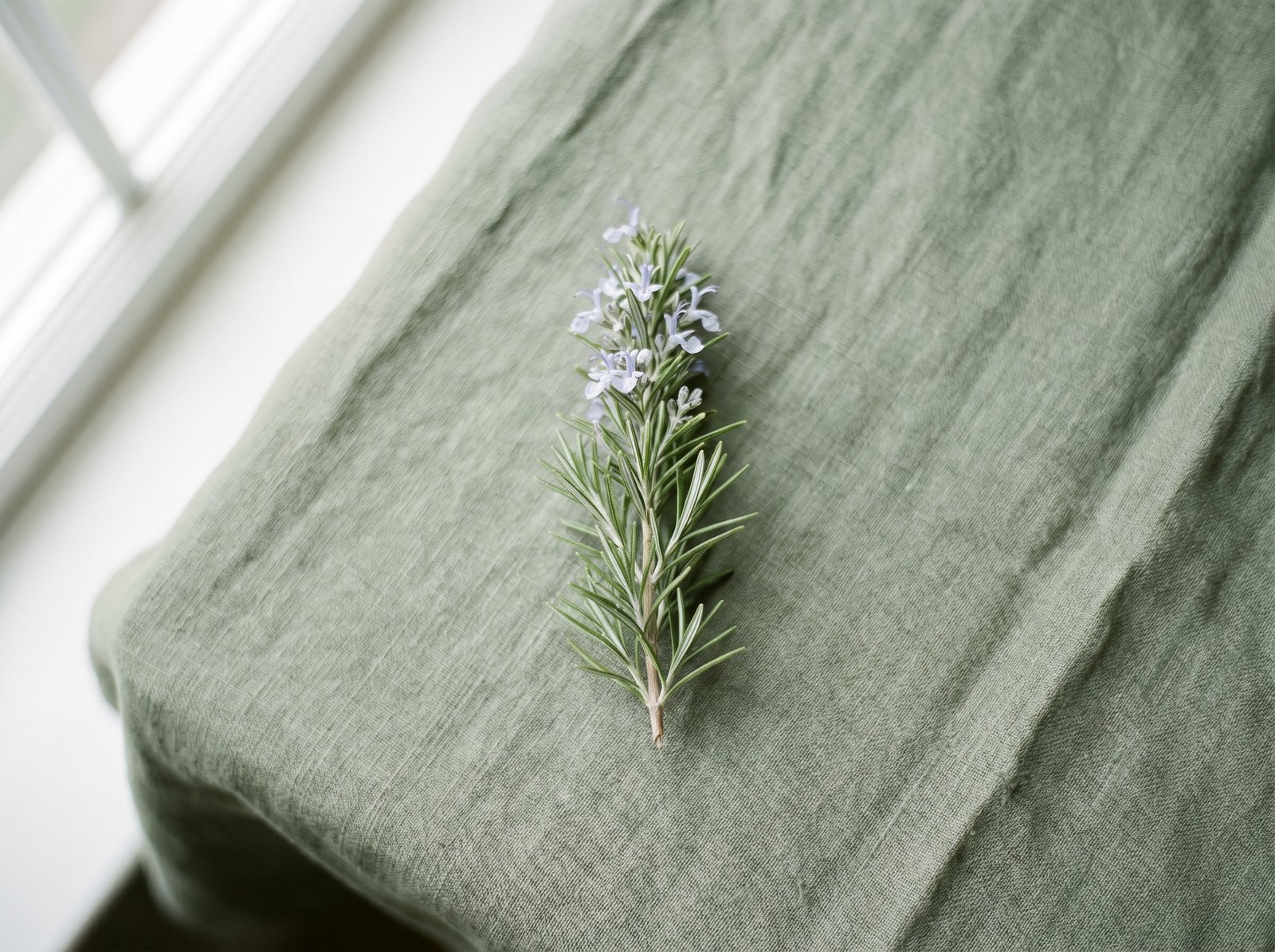 Розмарин - Rosmarinus officinalis