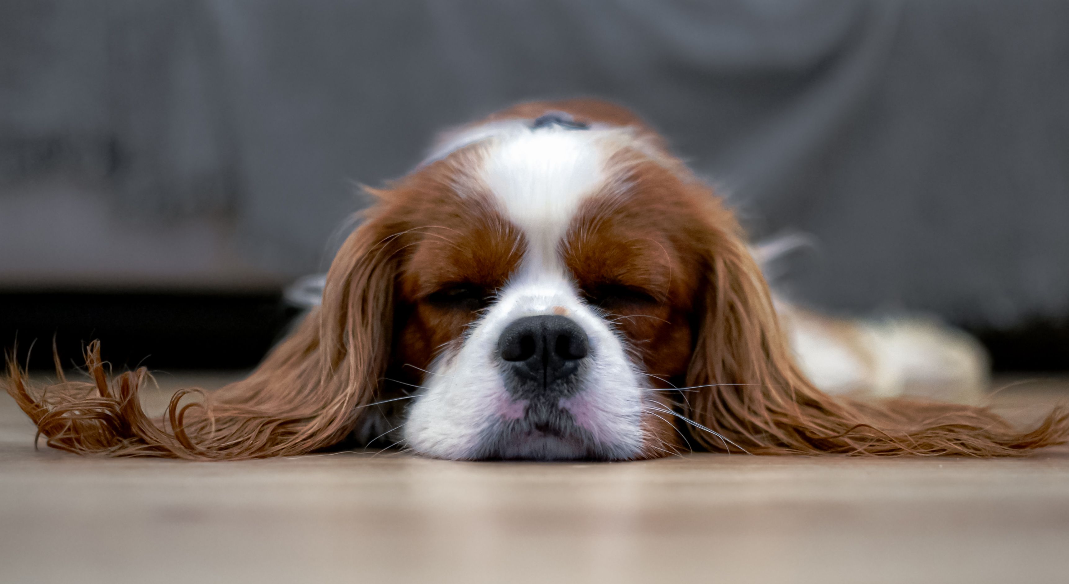 A relaxed dog enjoying a quiet moment