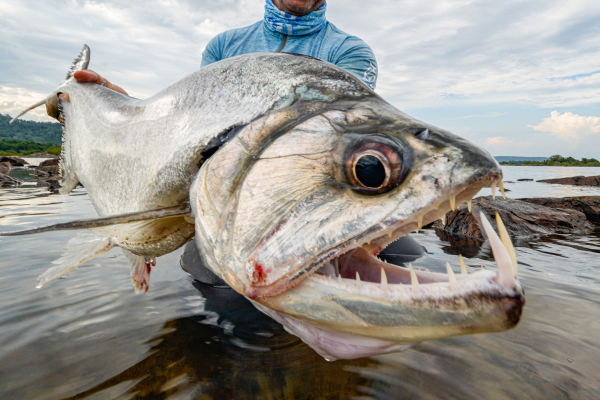 Payara Fishing