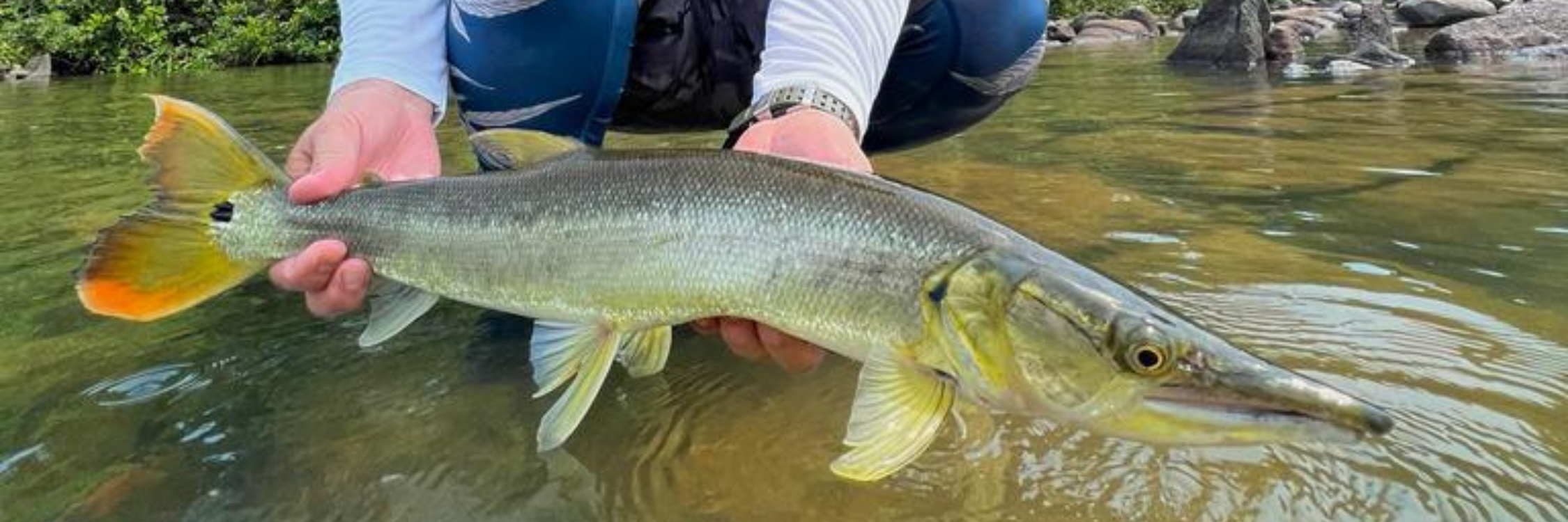 Bicuda Species Guide | Acute Angling