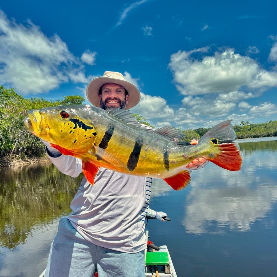 Peacock Bass