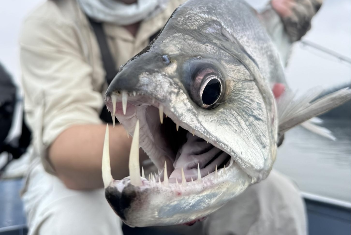 Payara Fangs