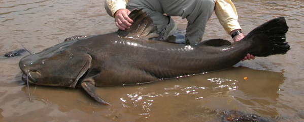 Jau Catfish