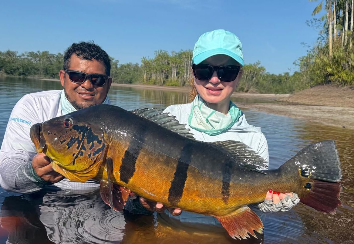 Large peacock bass