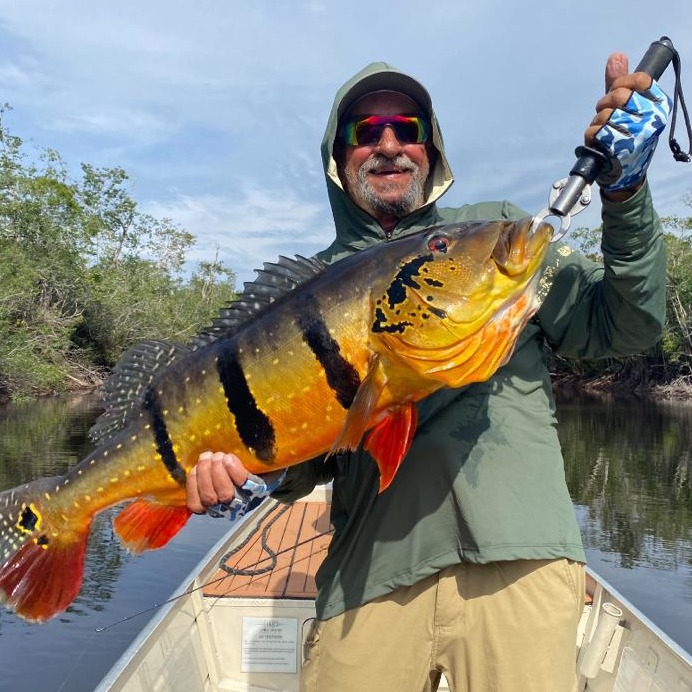 acute angling large peacock bass